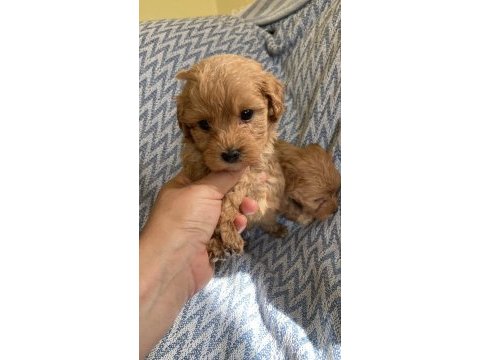 Erkek apricot toy poodle