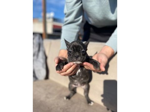 Haskan french bulldog yavrularımızı sahiplendiriyoruz