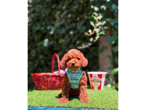 Orjinal toy poodle yavrularımız 