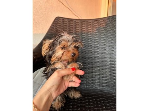 Teacup yorkshire terrier