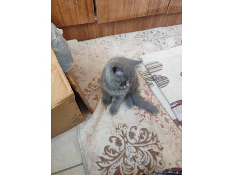 Çok özel bir cins kedimiz