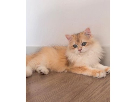British longhair 5 aylık ny12 erkek