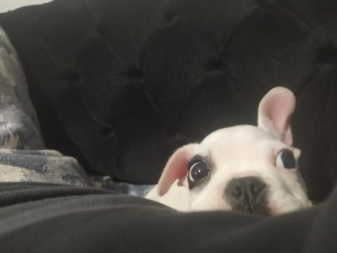 French bulldog (korsan)