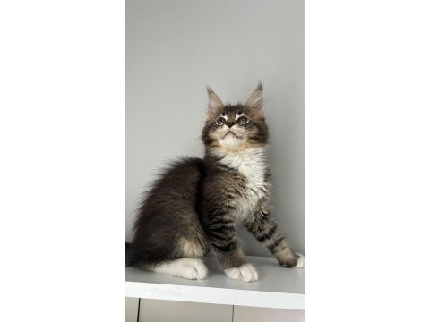 Sağlık ve ırk garantili minik maine coon devler