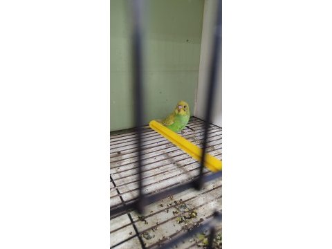 Merhaba yeme düşmüş ele alıştırmaya hazır kuşlar