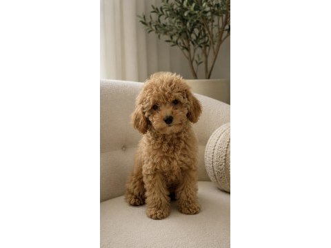 Orijinal maltipoo bebekler