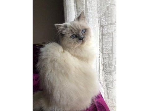 Ücretsiz sahiplendirme british longhair