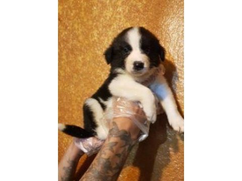 Elit patiler farkıyla border collie yavrular