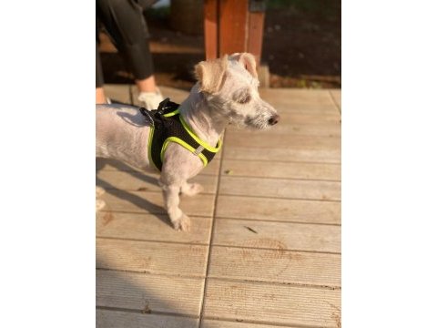 Terrier maltese kız güzel sakın çocuklara düşkün