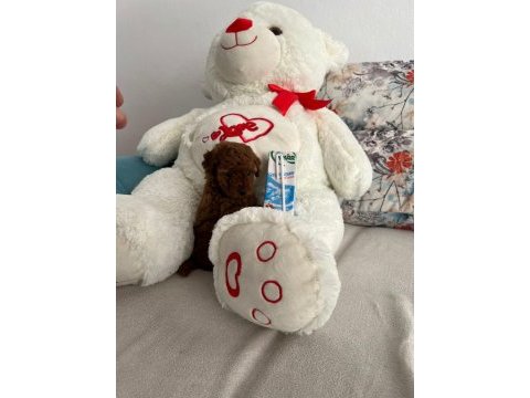 Kendi kızımın yavruları orjinal red poodle yer antalya
