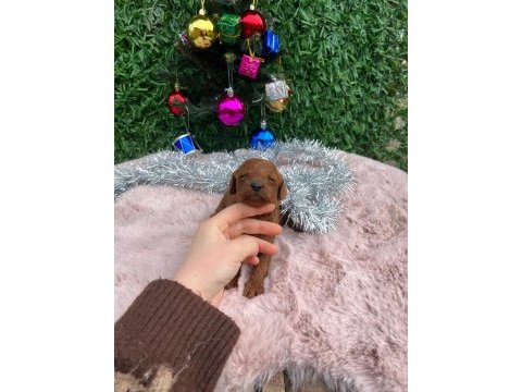 Toy poodle bebekler