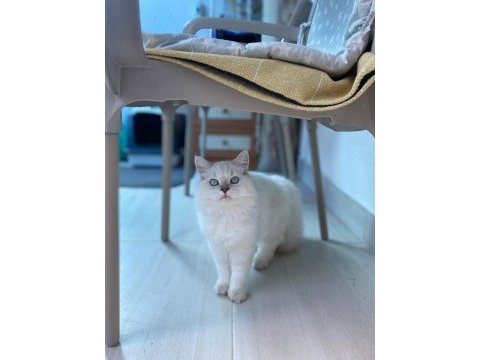 5 aylık dişi british longhair
