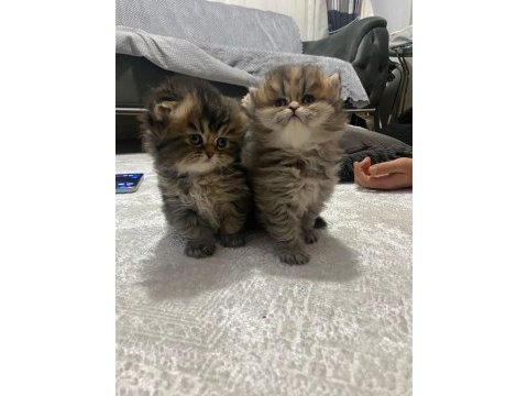 Anne iran , baba british shorthair golden