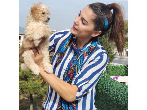 Şeker bebek maltipoo senin olsun!