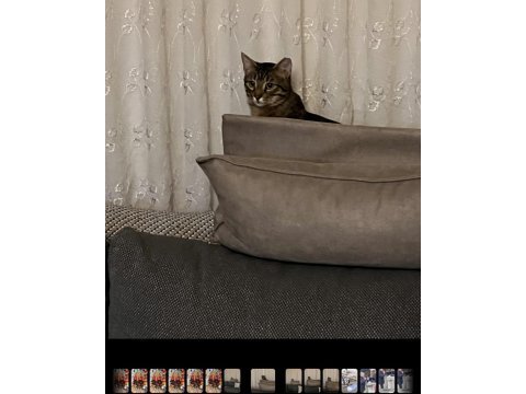Tekir kedimiz nemo için aile arıyoruz