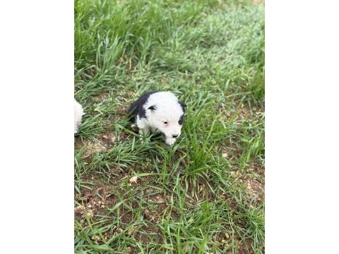 Üreticiden safkan border collie yavrular