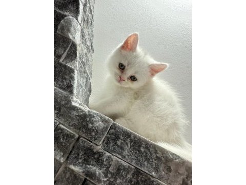 Beyaz browni yavrular british shorthair