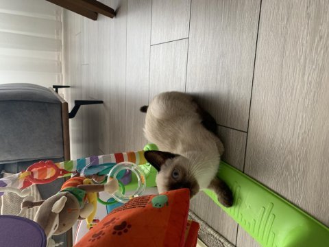 3 aylık yavru dişi siyam