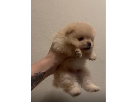 Sağlık ve ırk garantili pomeranian