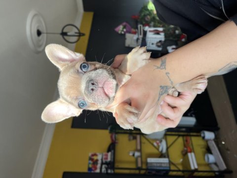 Son 4 yavru 50 günlük blue french bulldog yavrular
