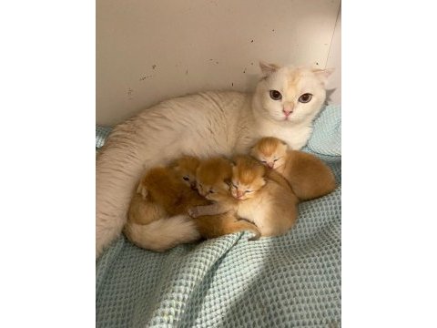 Golden british longhair ny11 kaliteli yavrular