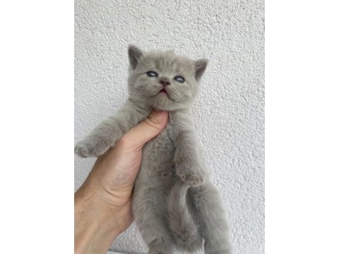British shorthair kedisi