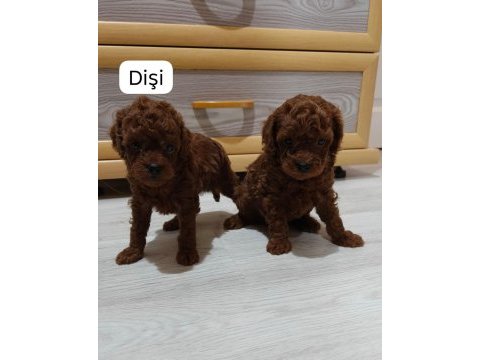 Toy korean poodle