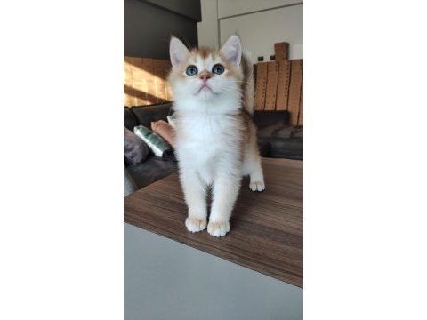 British shorthair golden shaded ny11 erkek yavru