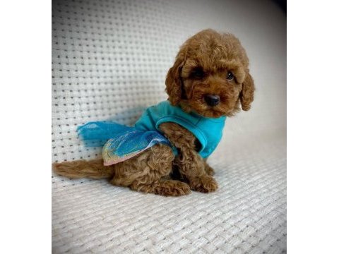 Toy poodle yavruları