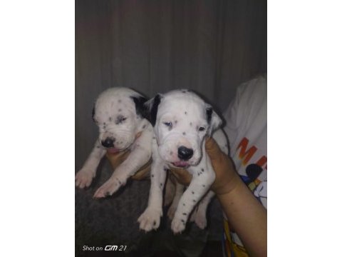 Dalmaçyalı yavru köpekler