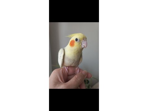 Full evcil dişi sultan papağanı yavrusu