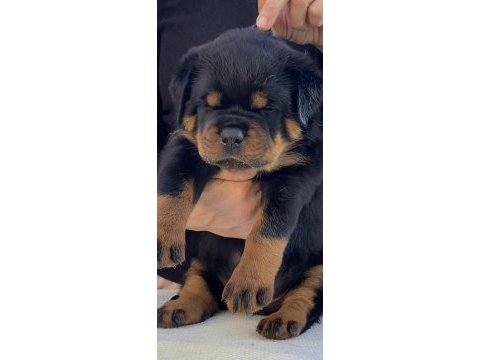 %100 safkan rottweiler yavrular