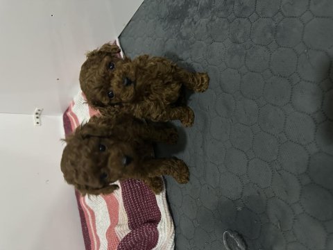 Mükemmel toy poodle