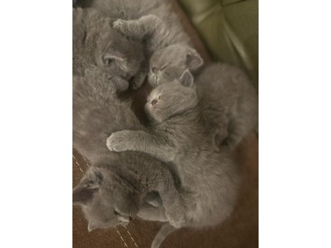 British shorthair ve british longhair yavrular ankara