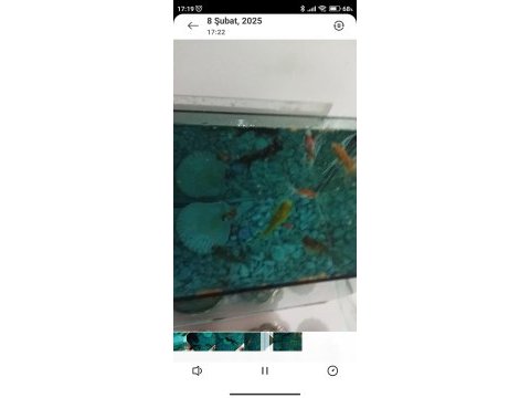17 adet değişik boylarda sağlıklılar ve akvaryum