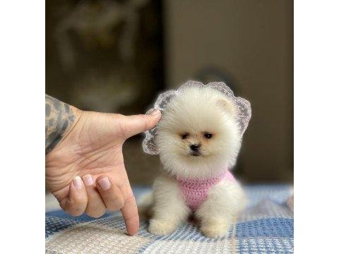 Pomeranian boo 3 aylık
