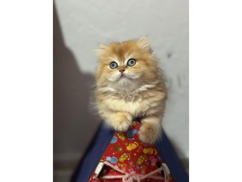 Erkek british longhair