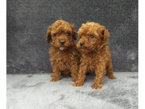 Toy poodle tatlı erkek minnaklar ruhsatlı çiftlik