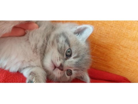 British shorthair 2 aylık