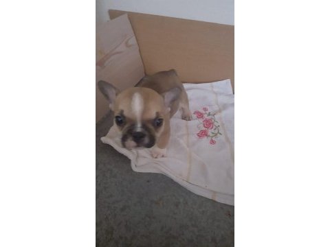 1 aylık erkek orijinal fransız bulldogu (yavru)
