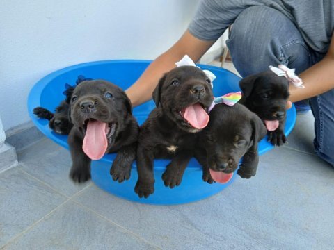 Cane corso geldi güzel