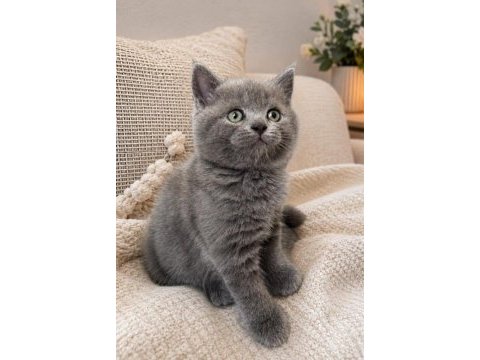 British shorthair sevımlı cocuklar gri senı beklıyo