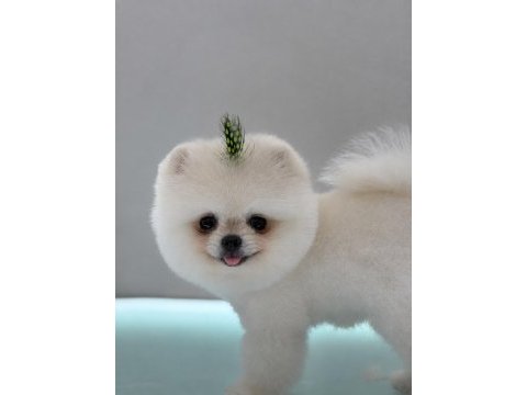 Pomeranıan boo bebeğim