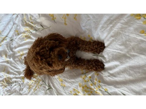 Toy poodle köpeği trabzon