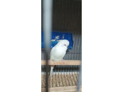 Albino takım muhabbet kuşu beyaz