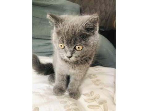 60 günlük british shorthair