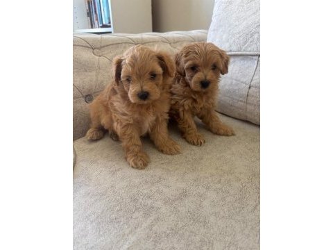 Teacup maltipoo köpekler