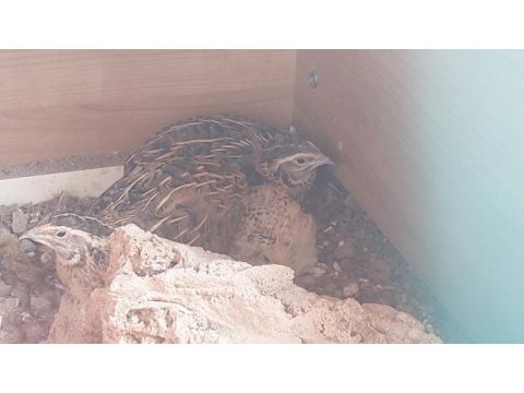 Damızlık bıldırcın