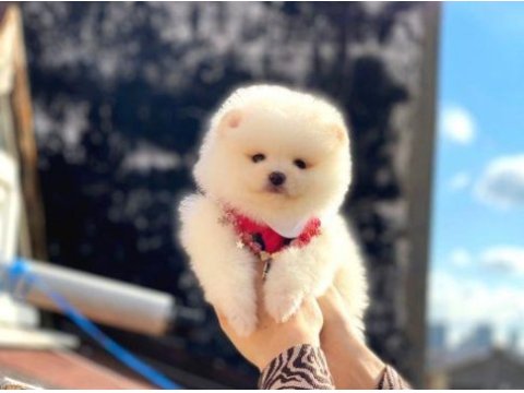Pomeranian boo yavrularım sağlık ve ırk garantilidir