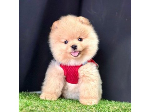 Sevimli pomeranian boo yavrularımız